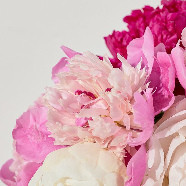 Bouquet Pivoines Choix du Fermier – Pivoines Saisonnières – Bouquets.ma