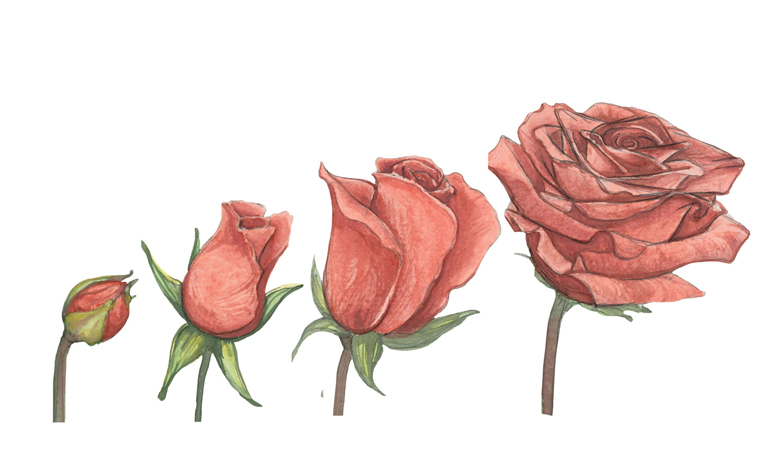 Instructions d'entretien des roses