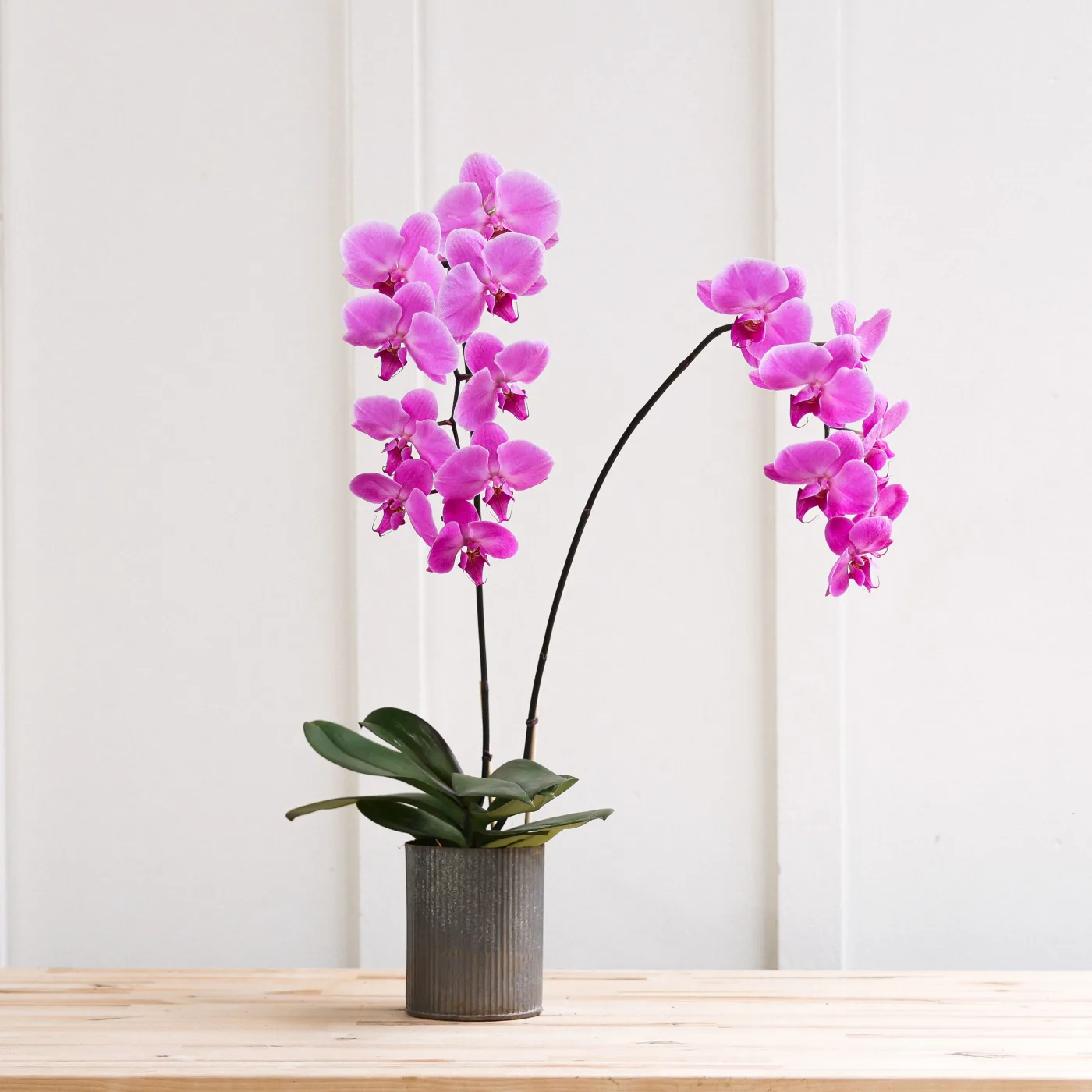 Collection Plantes